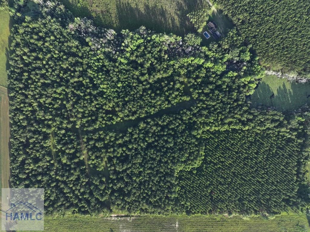 0 Oglethorpe Road Jesup, GA 31545 - Photo 3 of 7