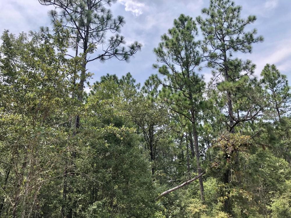 0 Private Road McIntosh, AL 36553 - Photo 7 of 21