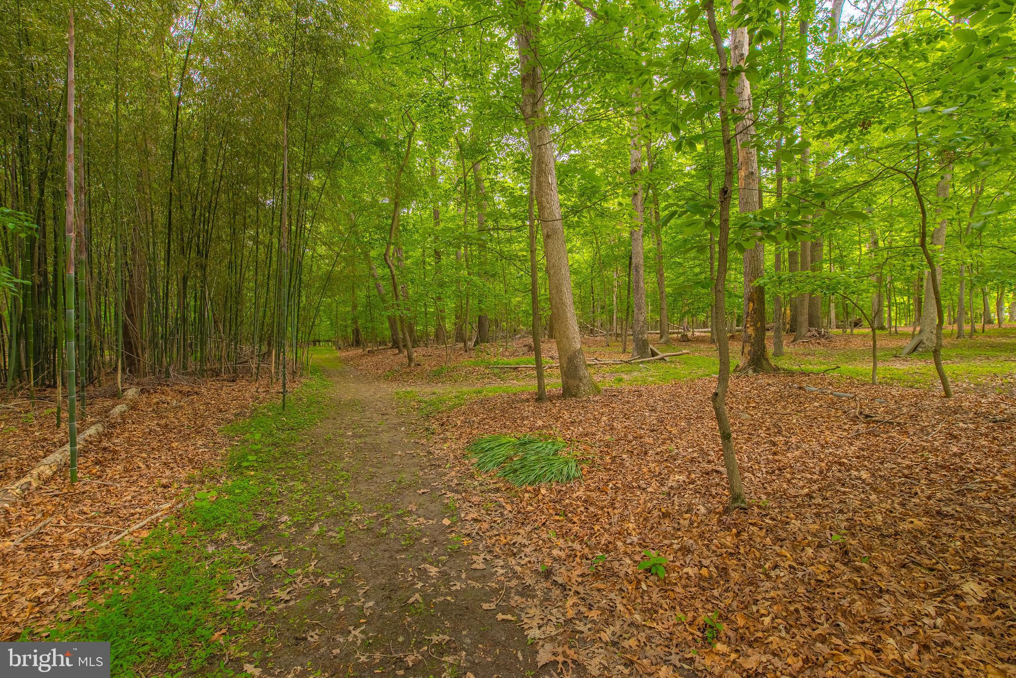 9679 Baltimore Avenue Laurel, MD 20723 - Photo 21 of 56 a view of outdoor space with trees