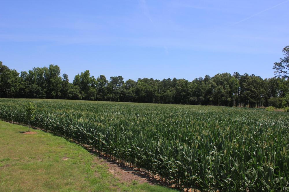 1291 Marion Church Road Salters, SC 29590 - Photo 14 of 61 14
