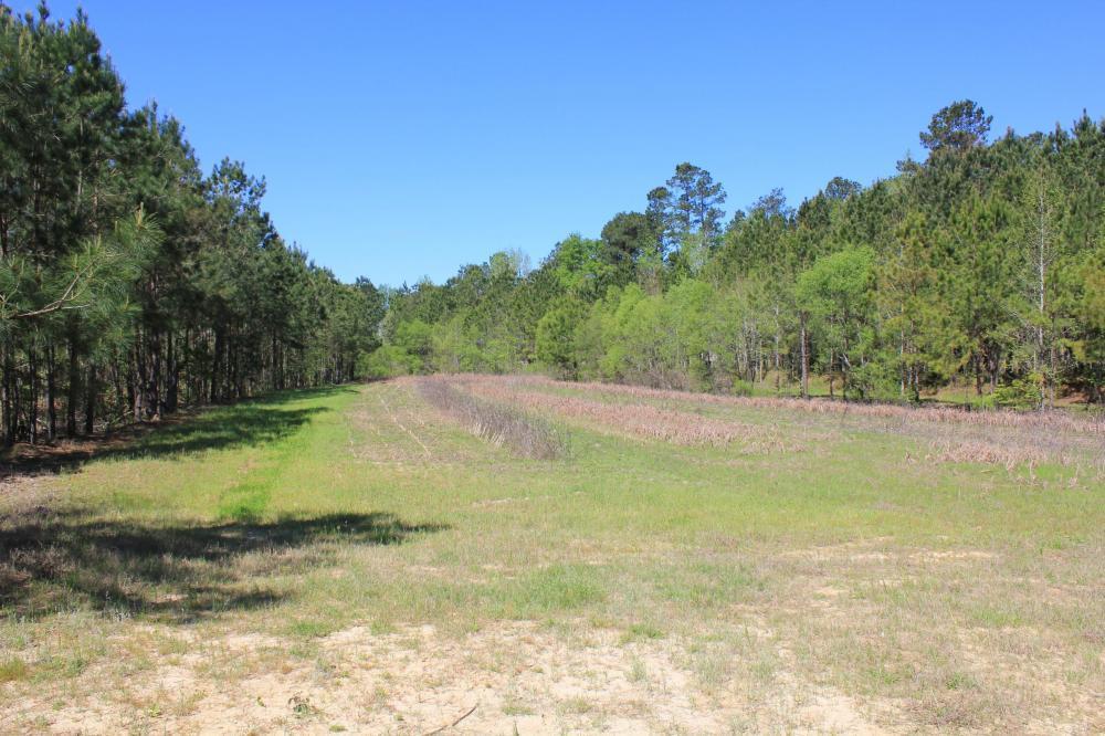 1291 Marion Church Road Salters, SC 29590 - Photo 34 of 61 34