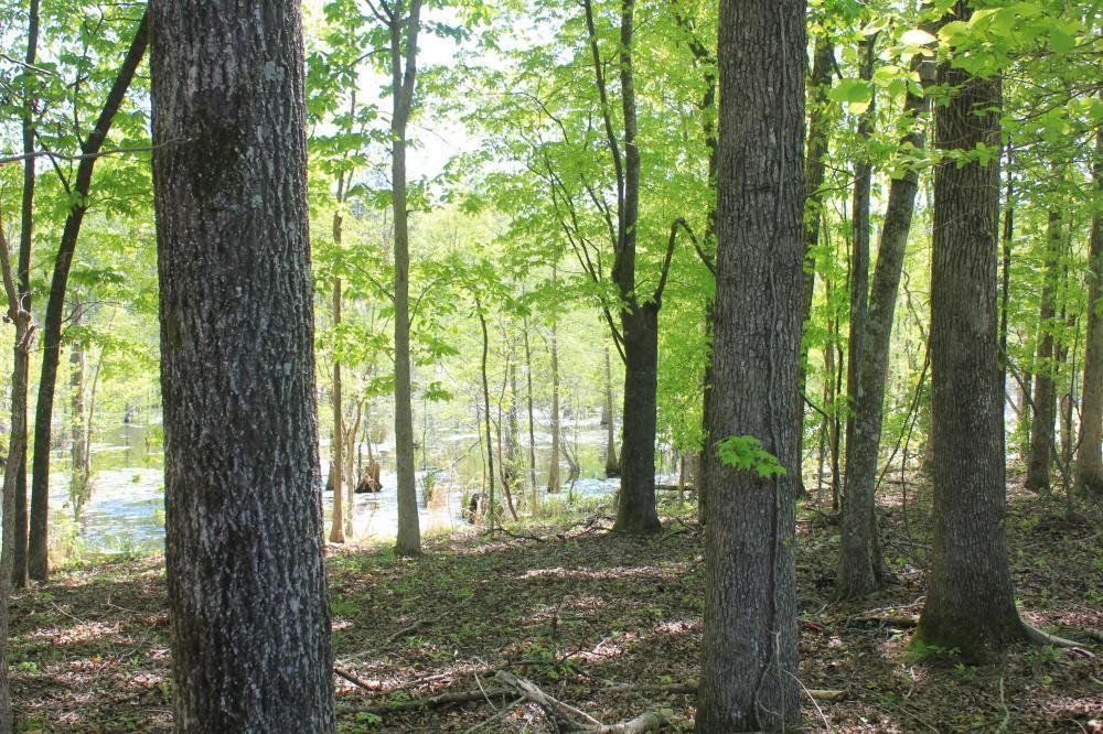 1291 Marion Church Road Salters, SC 29590 - Photo 38 of 61 38