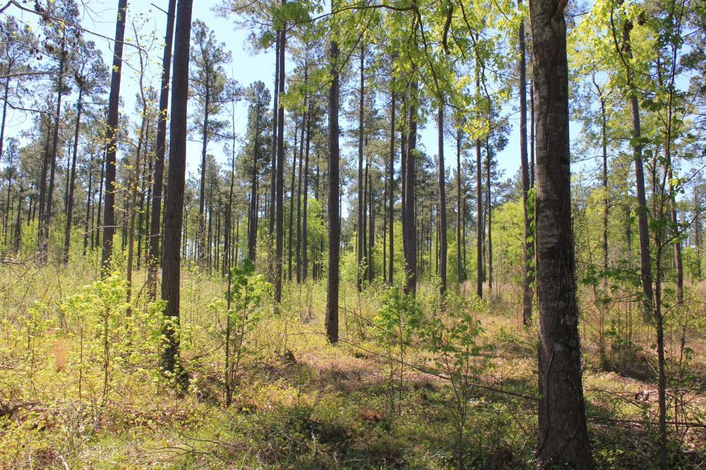 1291 Marion Church Road Salters, SC 29590 - Photo 41 of 61 41