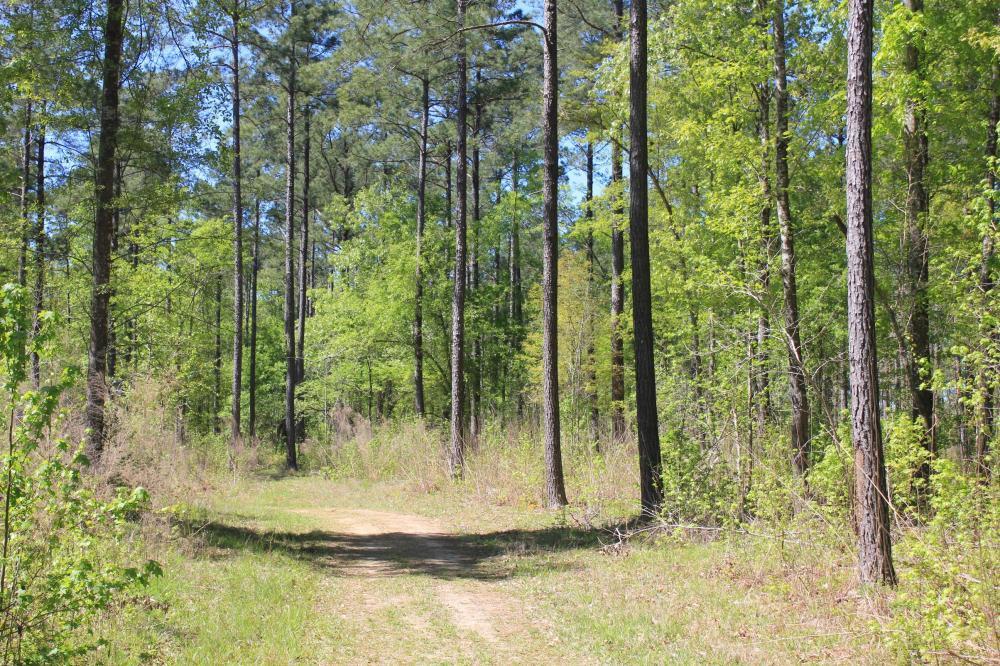 1291 Marion Church Road Salters, SC 29590 - Photo 42 of 61 42