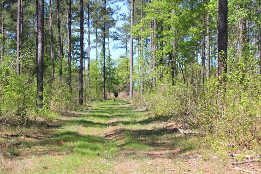 1291 Marion Church Road Salters, SC 29590 - Photo 45 of 61 45