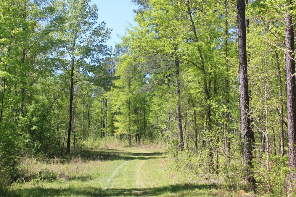 1291 Marion Church Road Salters, SC 29590 - Photo 51 of 61 51