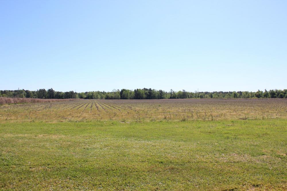 1291 Marion Church Road Salters, SC 29590 - Photo 10 of 61 10