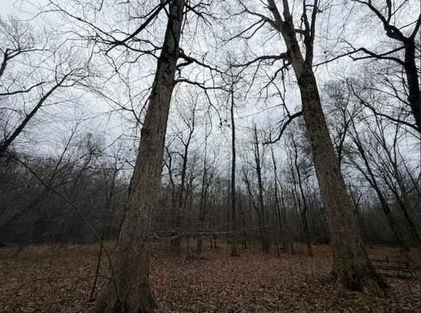 a view of backyard with green space