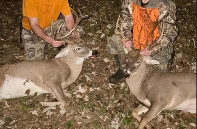 a view of banana tree