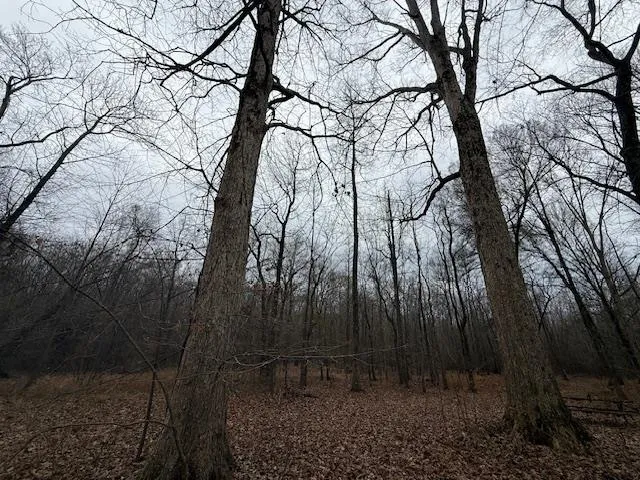 a view of backyard with green space