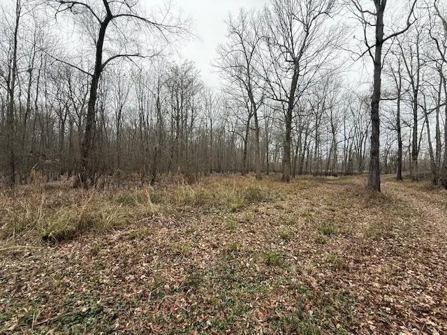a view of backyard with tree