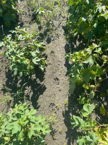 a view of a green field with lots of bushes