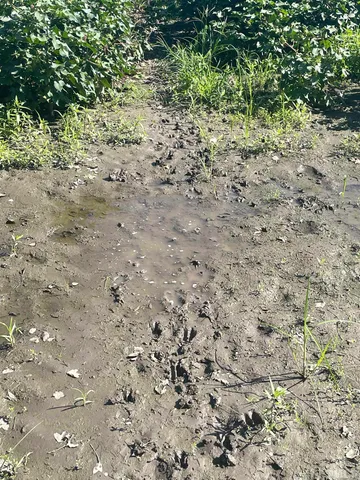 a view of a lush green outdoor space with a lake view and mountain view