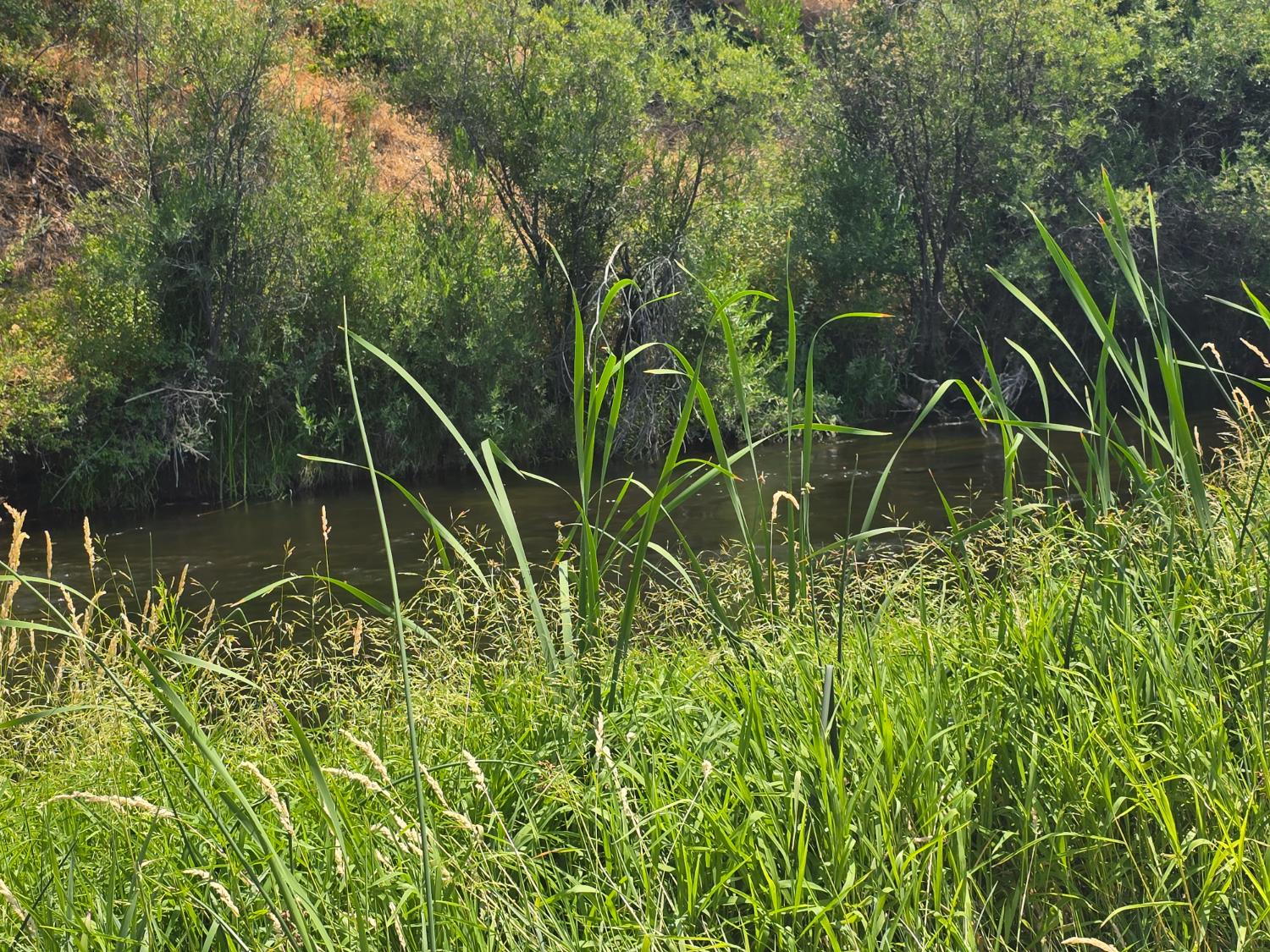 4204 Highway 263 Yreka, CA 96097 - Photo 58 of 66 a garden view