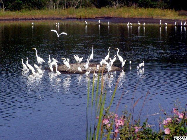Lot 10 Cedar Point Avenue Murrells Inlet, SC 29576 - Photo 5 of 10