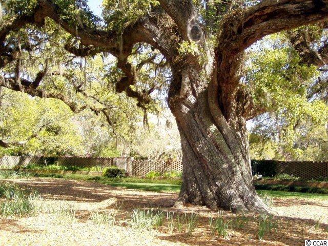 Lot 10 Cedar Point Avenue Murrells Inlet, SC 29576 - Photo 6 of 10