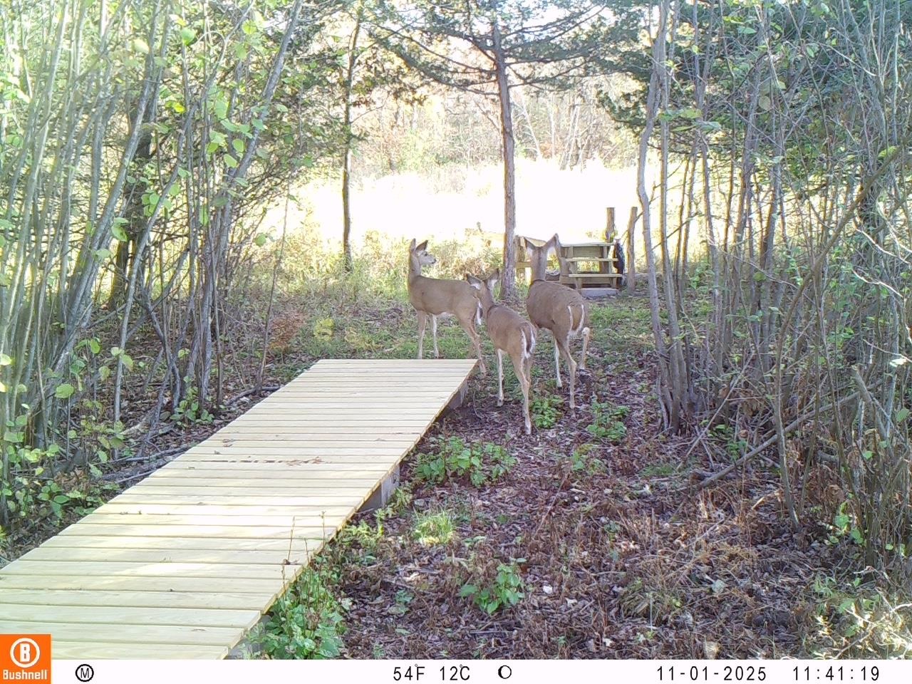 N3381 Deer Run Montello, WI 53949 - Photo 4 of 24