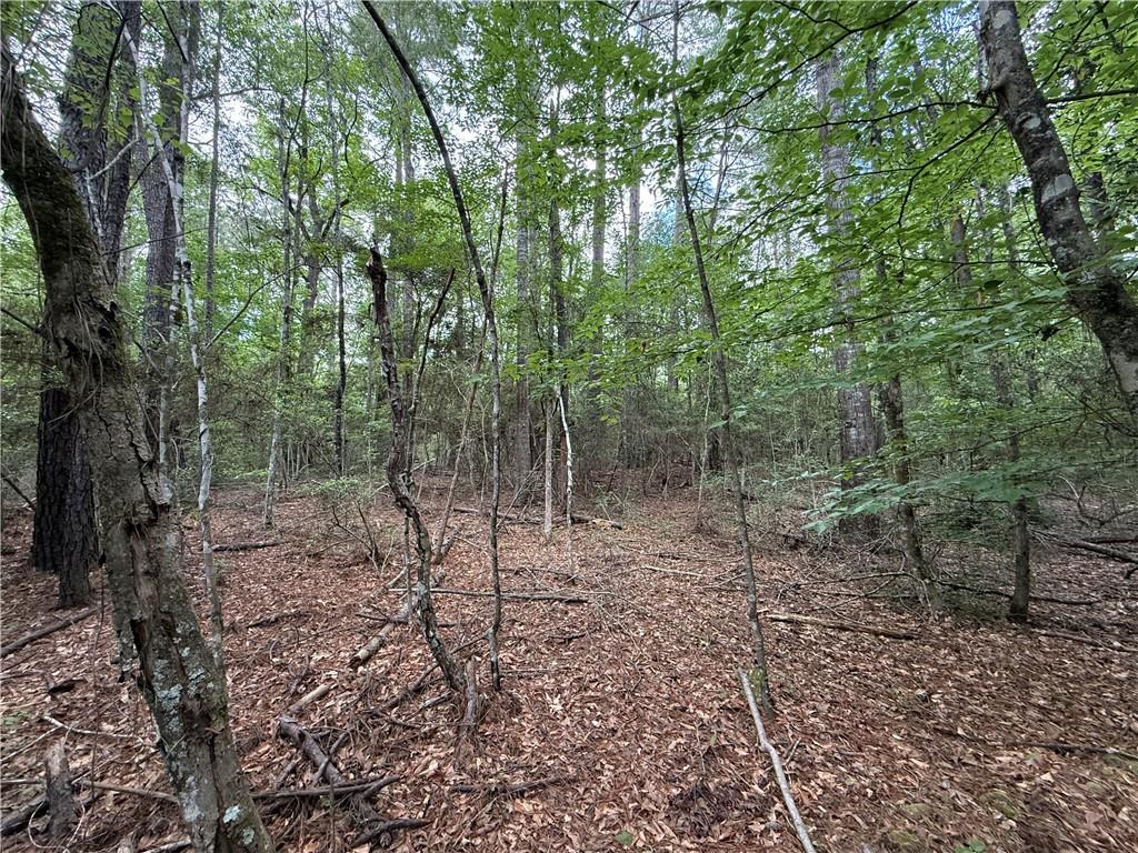 Tbd Gum Springs Loop Hornbeck, LA 71439 - Photo 4 of 6 Gallery Image 4