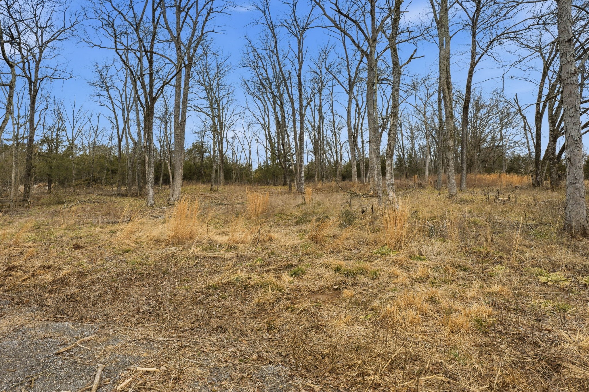 0 Shirley Road Smyrna, TN 37167 - Photo 3 of 30 a view of river covered with trees