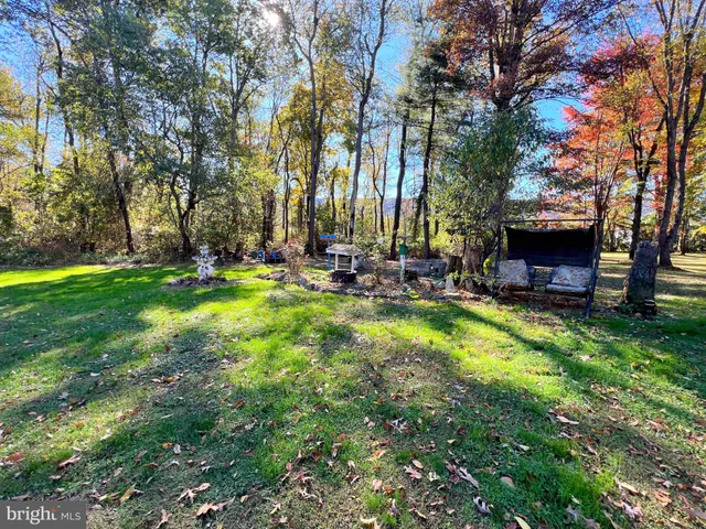 a view of a park with large trees