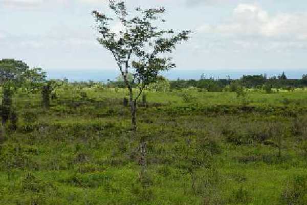 3 Old Volcano Road Mountain View, HI 96771 - Photo 3 of 5 Gallery Image 3