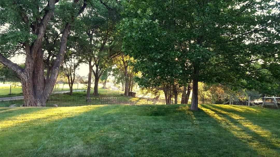 837 26 Road Grand Junction, CO 81505 - Photo 26 of 38 a view of yard with trees