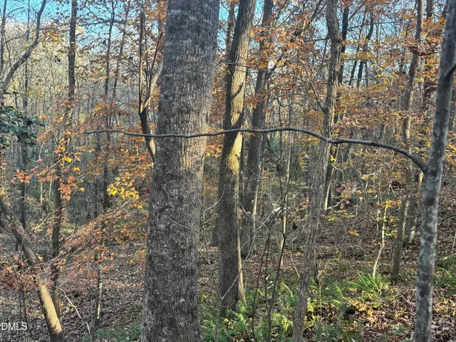 a view of a yard with a tree
