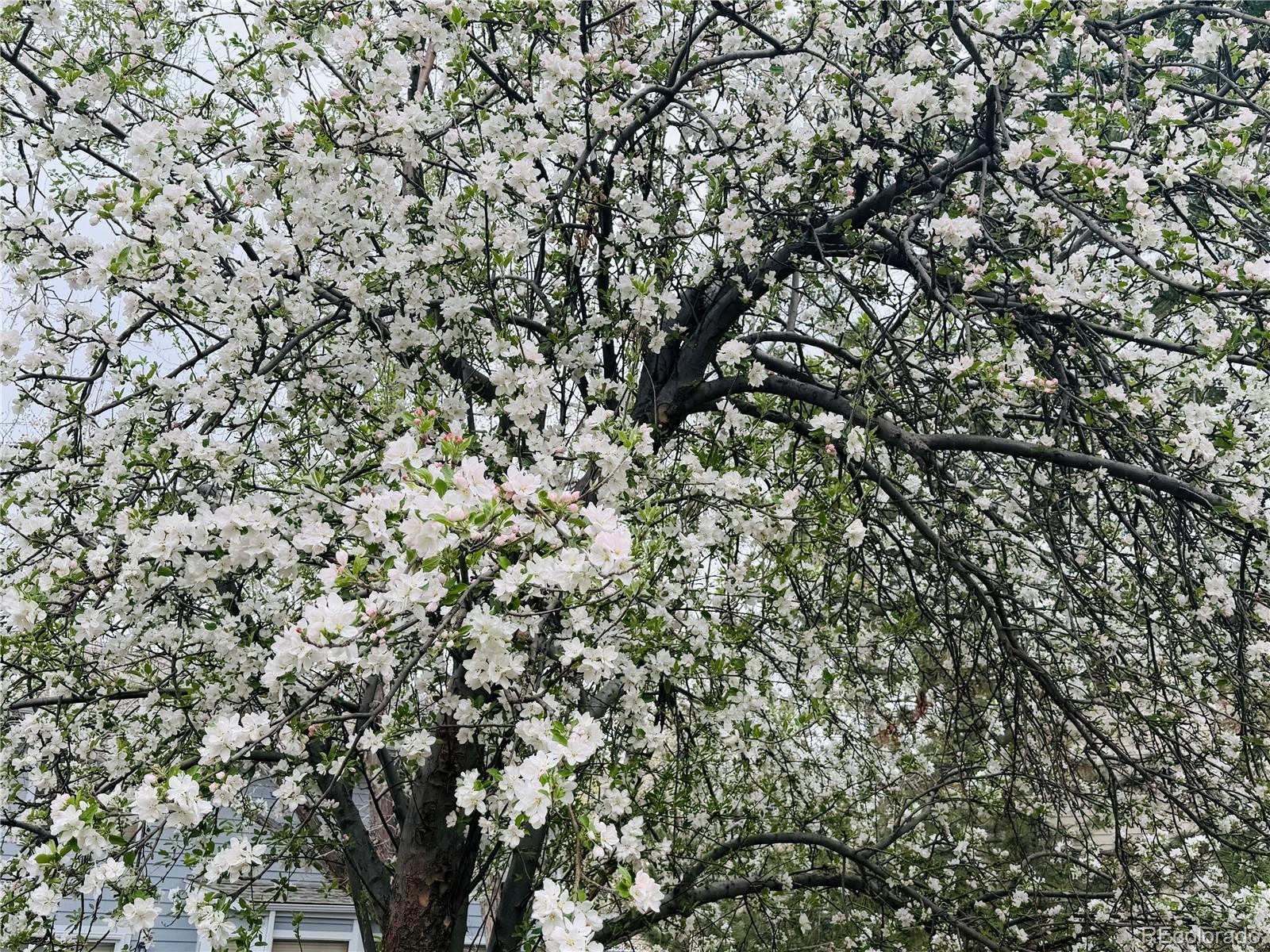 8725 Meadowlark Circle Highlands Ranch, CO 80126 - Photo 7 of 40 a view of a tree