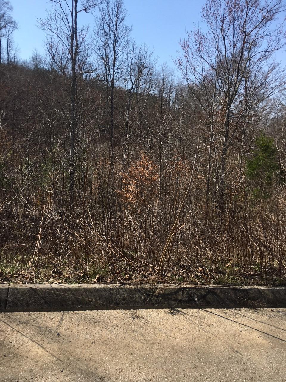 11 Timber Creek Road Maynardville, TN 37807 - Photo 3 of 4 TC3