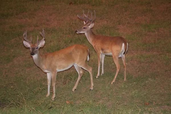 $697,000 | 0 Almaden, San Jose, CA 95120