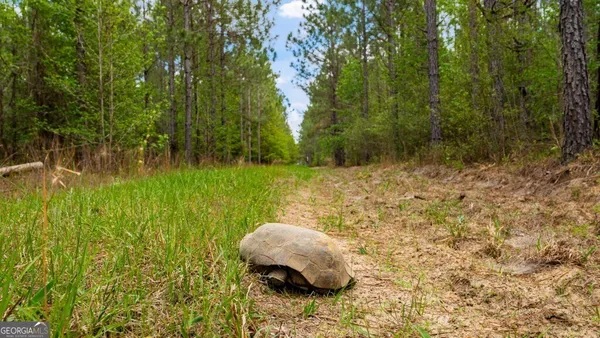 $3,156,975 | 0 Mcmillan Minnie Giddens & Lenox Alapaha Road, Lenox, GA 31637