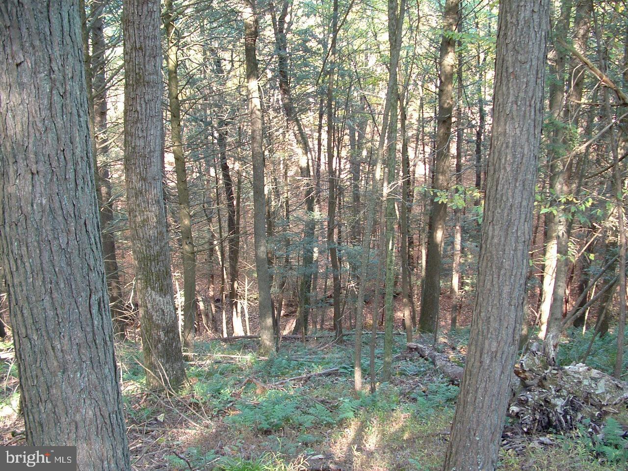 0 Peach Ridge Road Elliottsburg, PA 17024 - Photo 5 of 13 Gallery Image 5