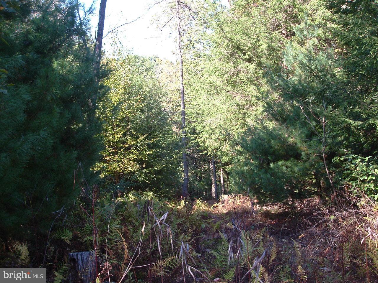 0 Peach Ridge Road Elliottsburg, PA 17024 - Photo 10 of 13 Gallery Image 10