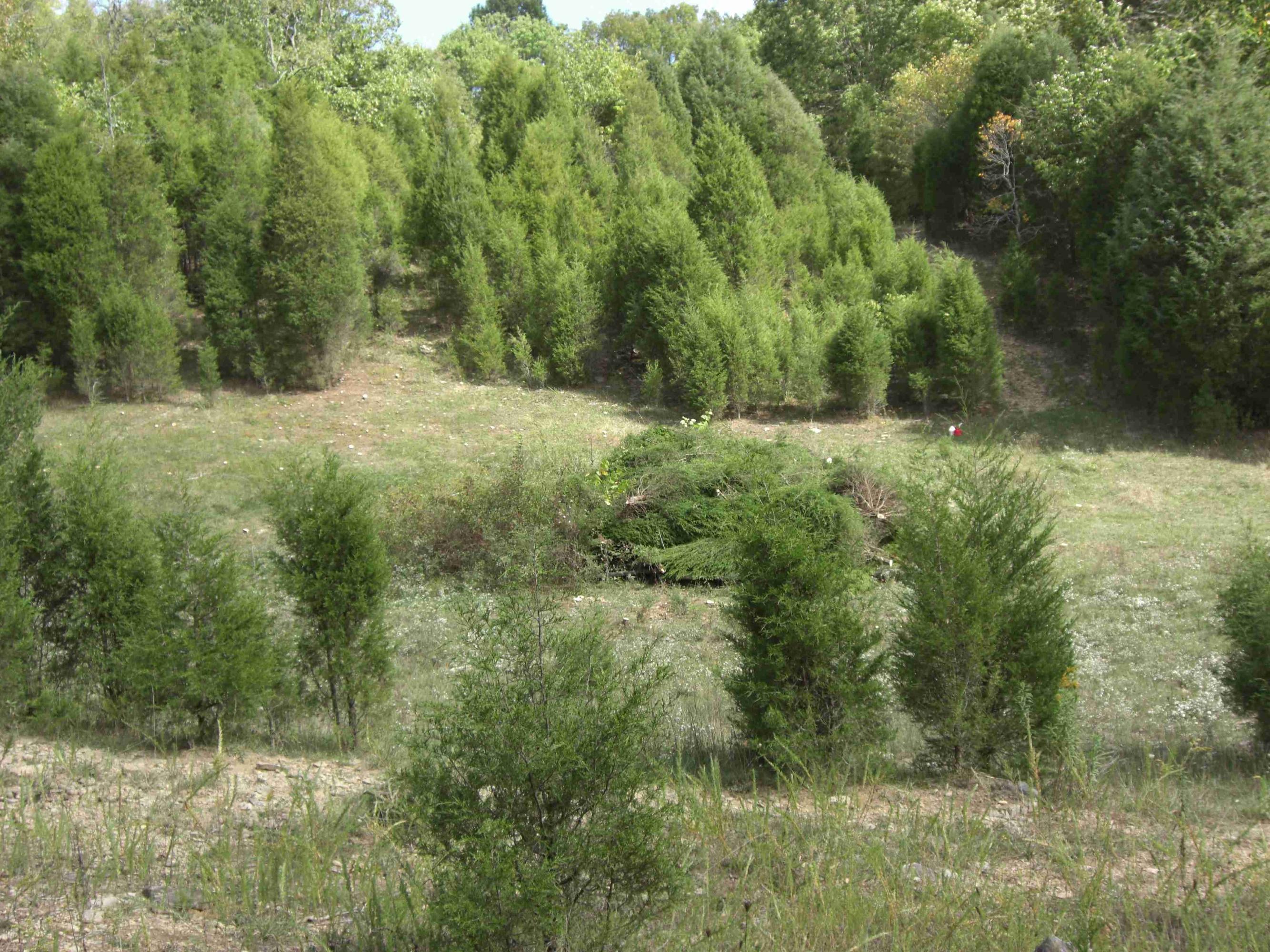 Mtn Valley Road Eidson, TN 37731 - Photo 4 of 14 homesite