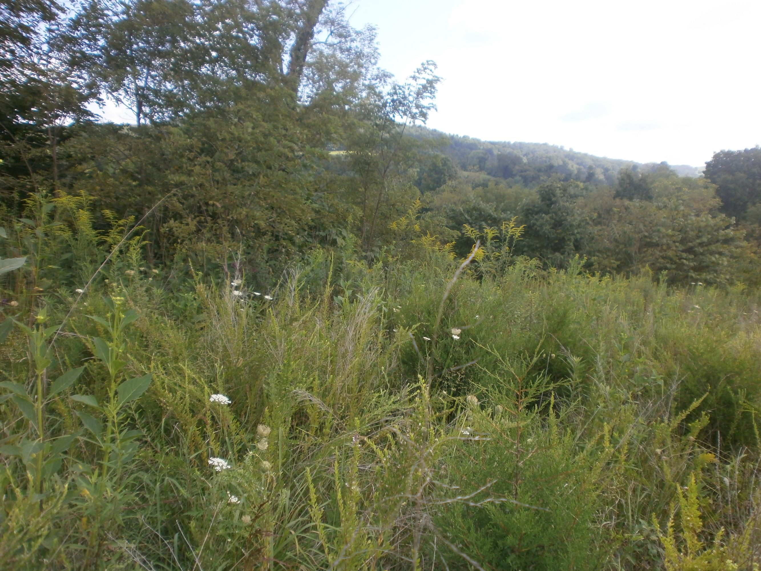 Mtn Valley Road Eidson, TN 37731 - Photo 7 of 14 003