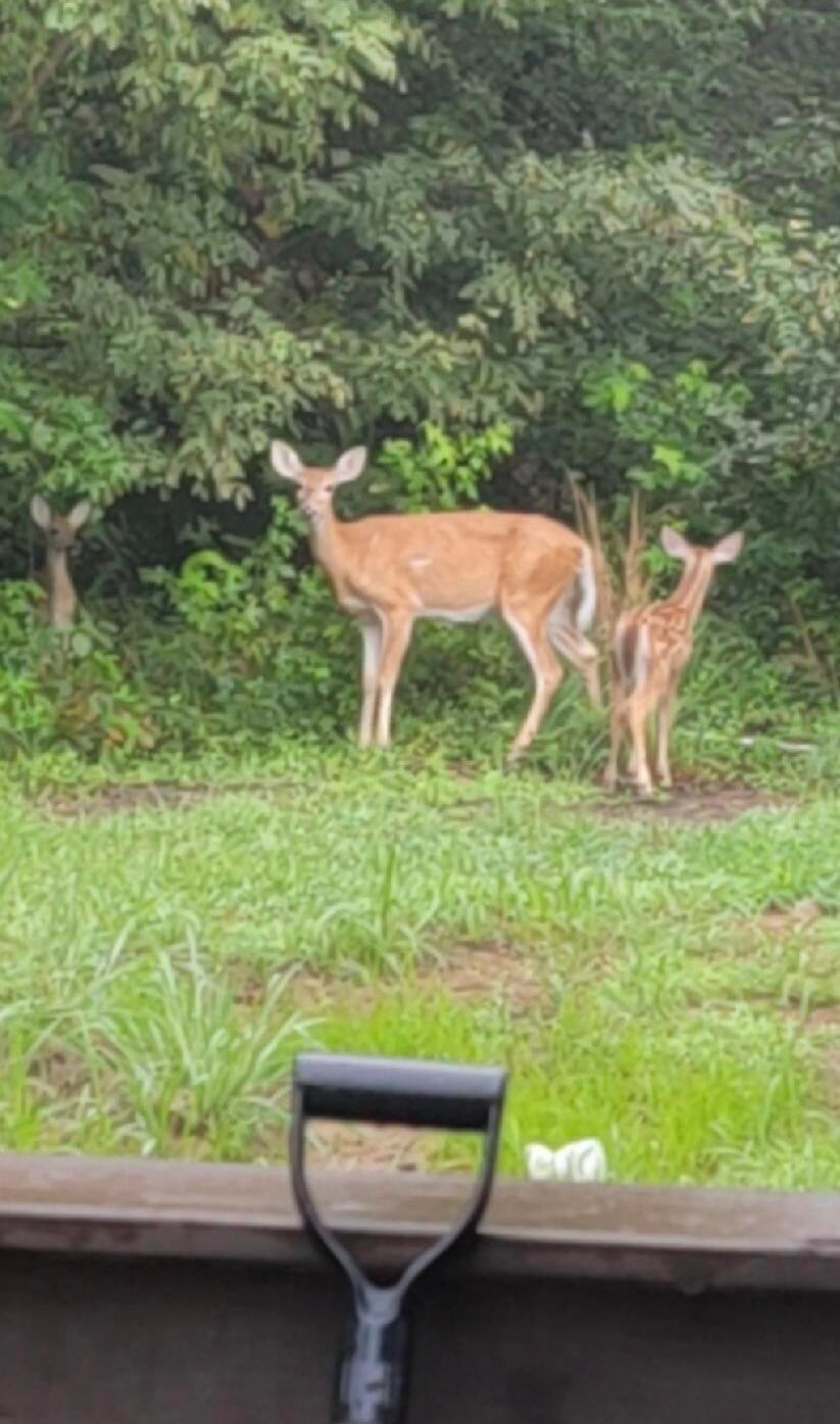 4015 Leffler Road Roseville, OH 43777 - Photo 70 of 93 Wildlife