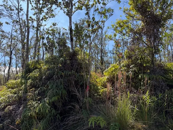 a view of a tree in a forest