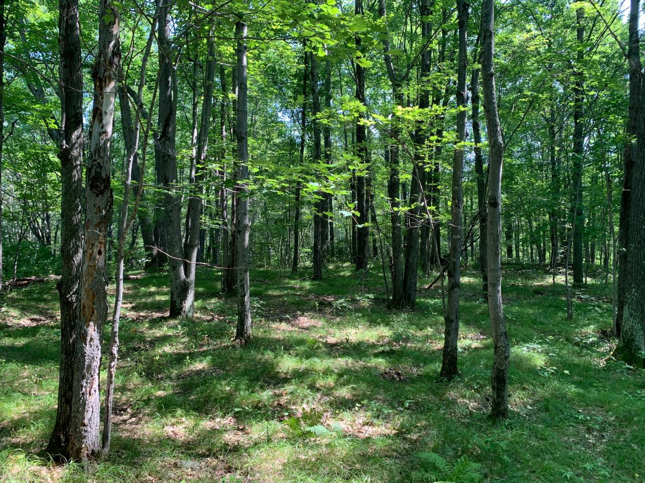 On Woodboro Heights Road, Unit 5 87 ACRES Rhinelander, WI 54501 - Photo 4 of 15 Gallery Image 4
