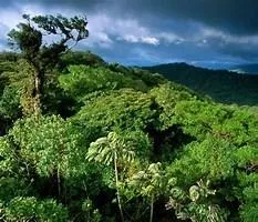 a view of a lush green forest