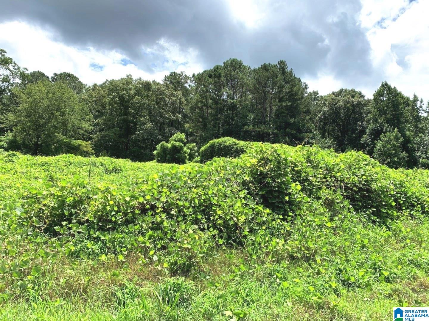 16756 Highway 78, Unit 78 ACRE Fruithurst, AL 36262 - Photo 3 of 6