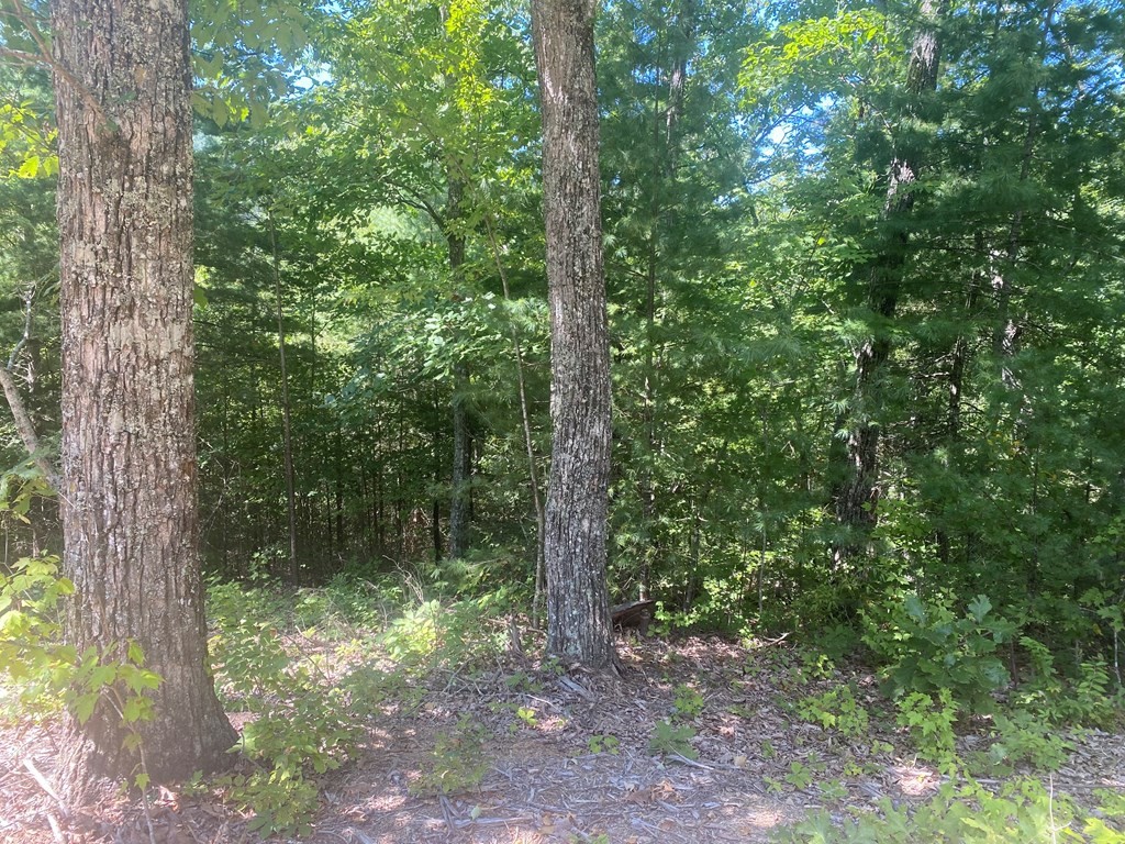 1882 Obes Branch Road Sevierville, TN 37876 - Photo 9 of 11
