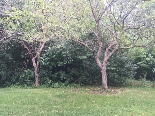 27 North Victoria Lane, Unit A Streamwood, IL 60107 - Photo 10 of 11