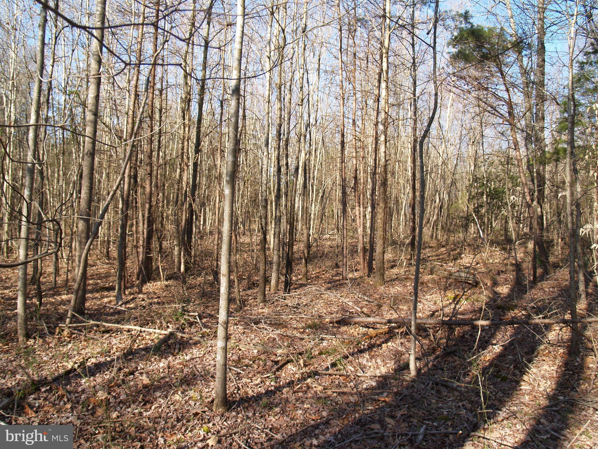 Oakland Road Louisa, VA 23093 - Photo 12 of 14 Gallery Image 12