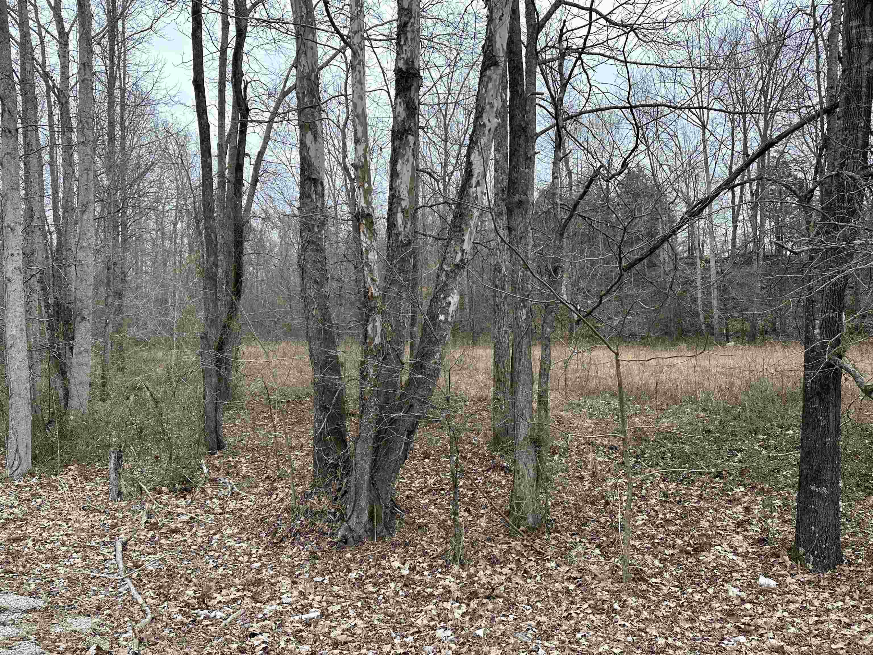 0 St Rt 200 Henderson, TN 38340 - Photo 1 of 3 a backyard of a house with lots of green space
