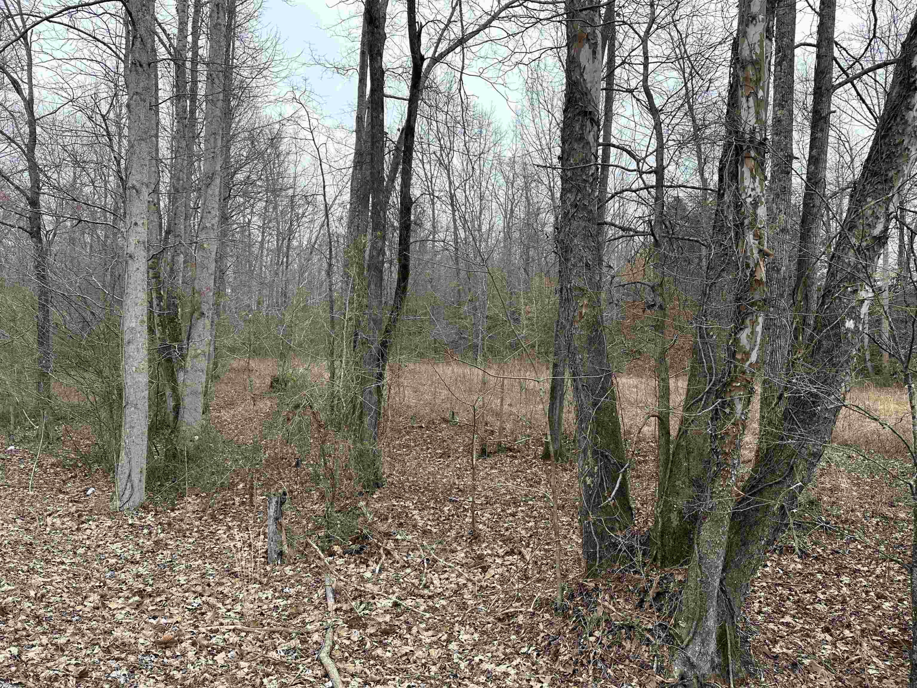 0 St Rt 200 Henderson, TN 38340 - Photo 3 of 3 a view of a forest with a tree