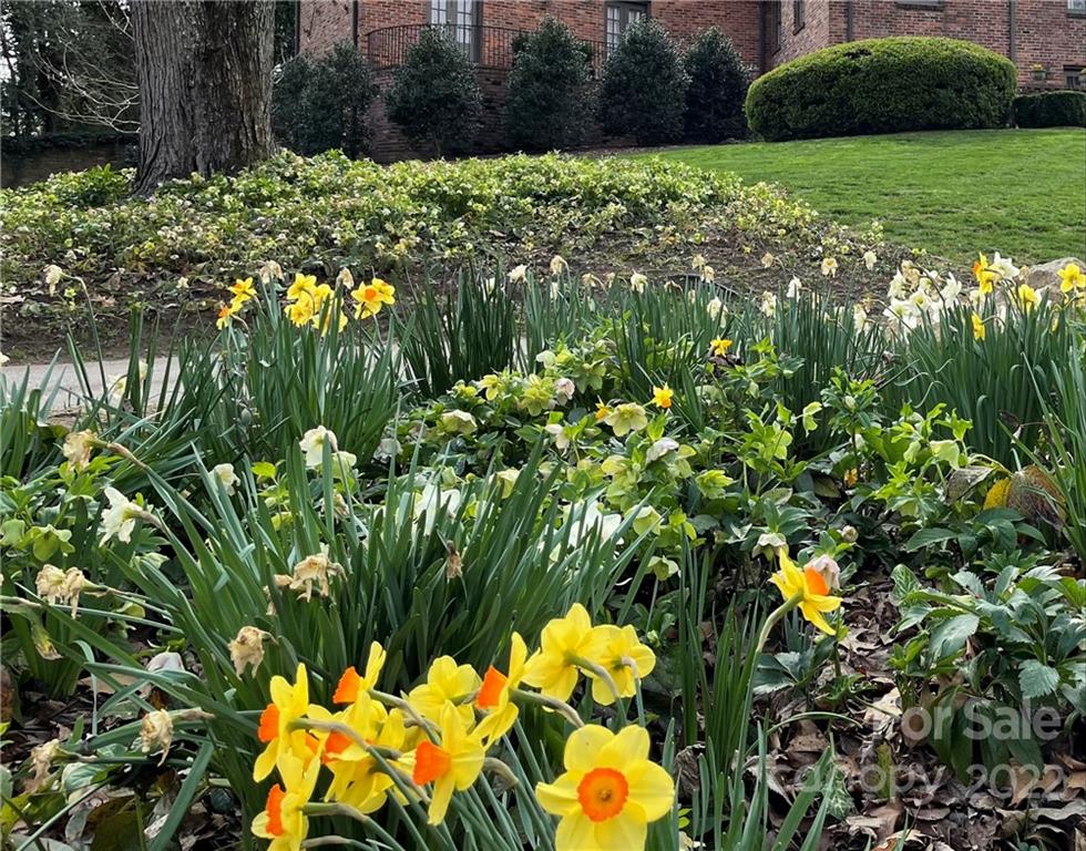 3234 Mountainbrook Road Charlotte, NC 28210 - Photo 7 of 48 a view of a yard with plants