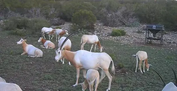 $1,499,950 | 3224 Ranch Road, Rocksprings, TX 78880