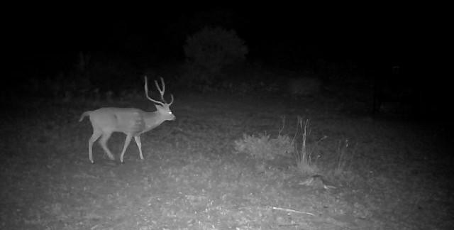 3224 Ranch Road Rocksprings, TX 78880 - Photo 3 of 7