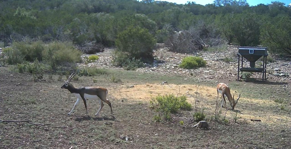 3224 Ranch Road Rocksprings, TX 78880 - Photo 4 of 7 a view of a yard with a bench and some plants