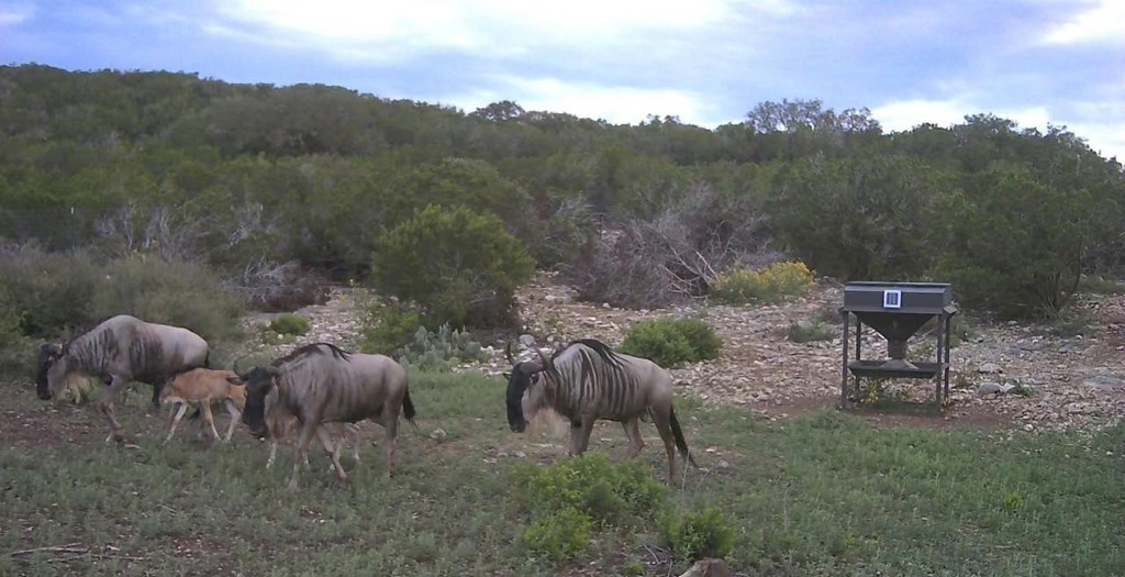 3224 Ranch Road Rocksprings, TX 78880 - Photo 5 of 7 a view of a table and chairs in the field